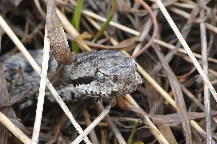 Vipera aspis atra